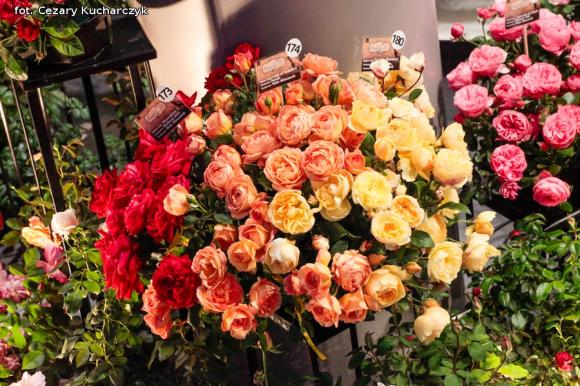 Różane święto w ogródku Pana Szekspira uroczyście otwarte