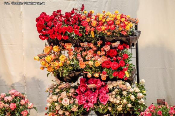 Różane święto w ogródku Pana Szekspira uroczyście otwarte