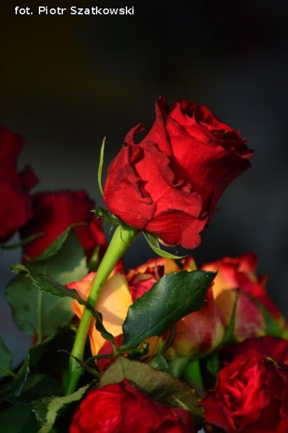 Pierwszy dzień Święta Róży okiem Piotra Szatkowskiego