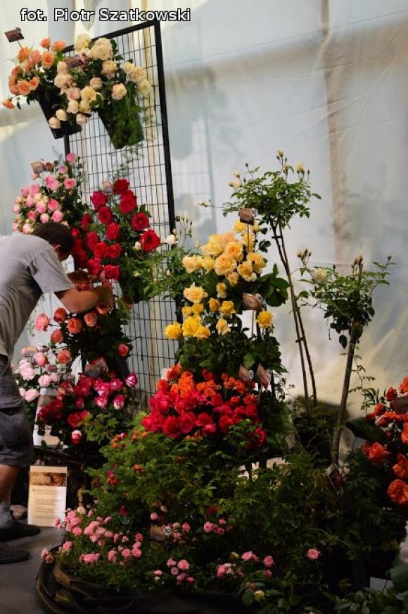 Pierwszy dzień Święta Róży okiem Piotra Szatkowskiego