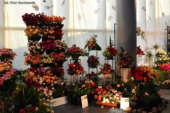 Pierwszy dzień Święta Róży okiem Piotra Szatkowskiego