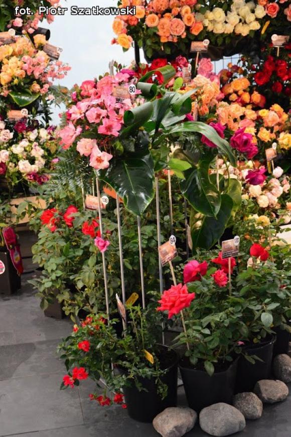 Pierwszy dzień Święta Róży okiem Piotra Szatkowskiego