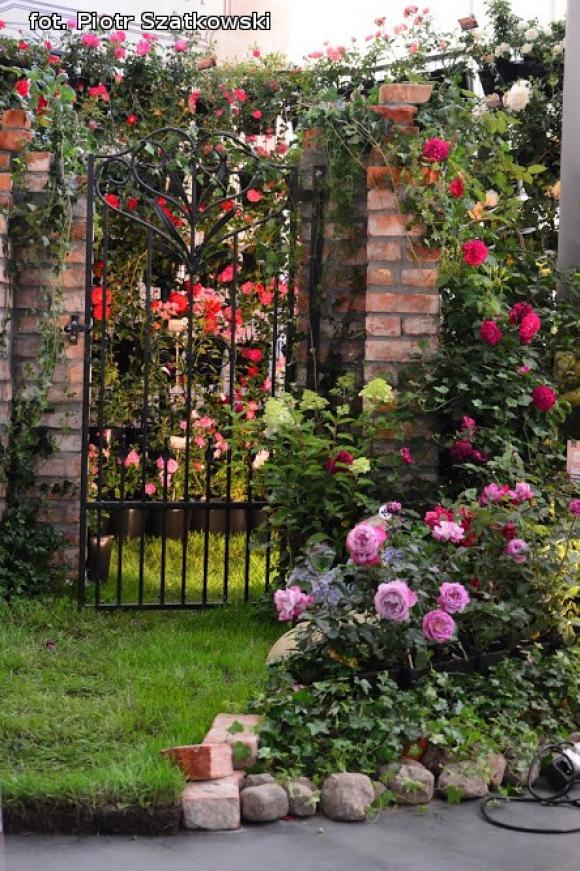 Pierwszy dzień Święta Róży okiem Piotra Szatkowskiego