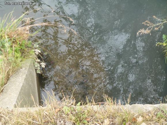 Z mega ubojni płynie czarna ciecz. WIOŚ robi badania