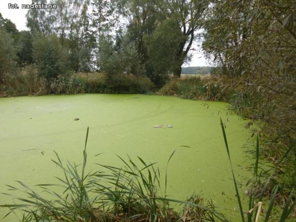 Z mega ubojni płynie czarna ciecz. WIOŚ robi badania