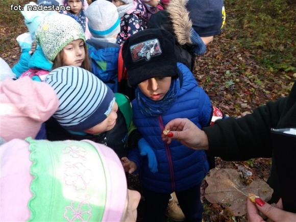 Przedszkolaki na ścieżce edukacyjnej w raciborowskim lesie