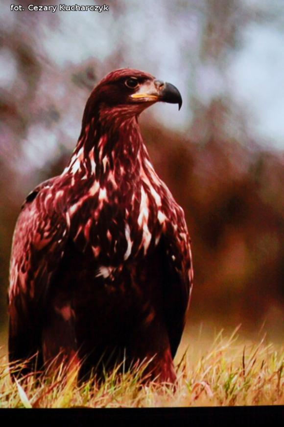 Promocja Albumu naszego Pana od przyrody. I pamiętajcie jeleń nie jest mężem sarny :)