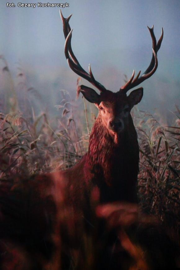 Promocja Albumu naszego Pana od przyrody. I pamiętajcie jeleń nie jest mężem sarny :)