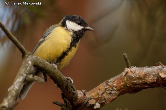 eKologia: Wygrali album przyrodniczy Jarka Makowskiego