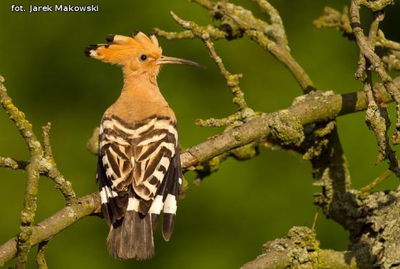eKologia: Wygrali album przyrodniczy Jarka Makowskiego