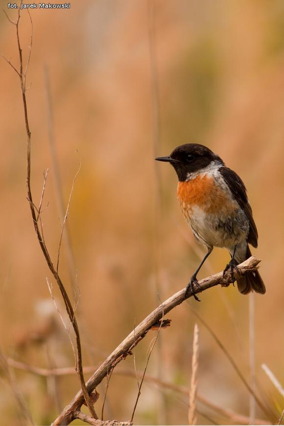 eKologia: Wygrali album przyrodniczy Jarka Makowskiego