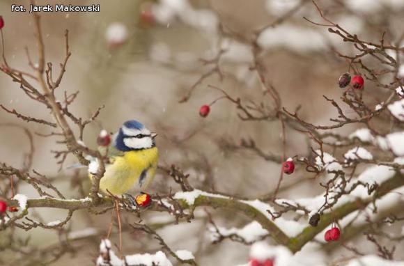 eKologia: Wygrali album przyrodniczy Jarka Makowskiego