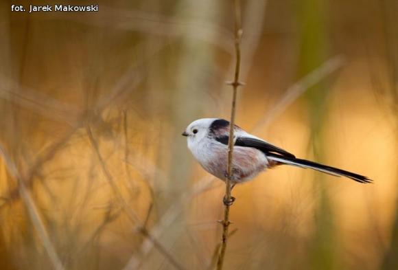 eKologia: Wygrali album przyrodniczy Jarka Makowskiego