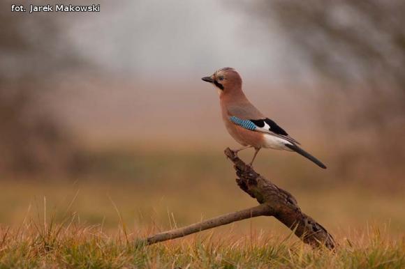 eKologia: Wygrali album przyrodniczy Jarka Makowskiego