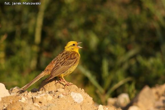 eKologia: Wygrali album przyrodniczy Jarka Makowskiego