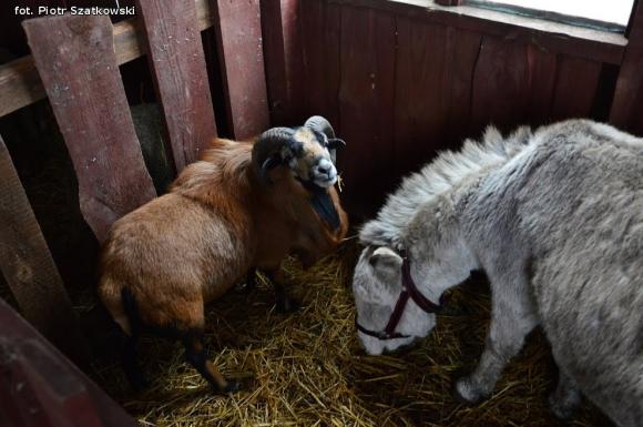 Coraz bliżej święta, coraz bliżej święta ... Jeden uśmiech znaczy więcej niż sto słów