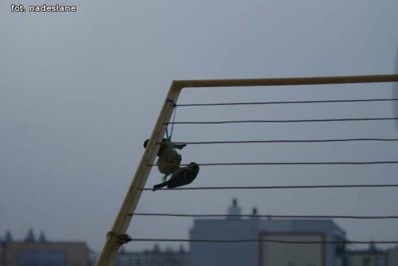 eKologia: Dokarmiajmy ptaki zimą