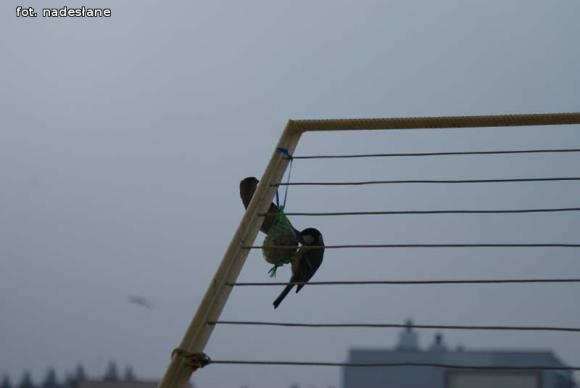 eKologia: Dokarmiajmy ptaki zimą