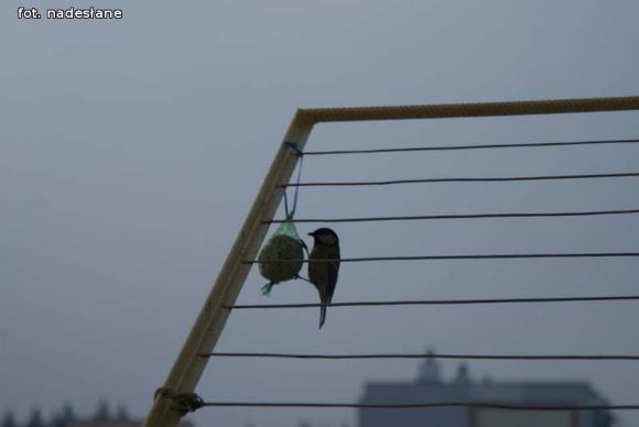 eKologia: Dokarmiajmy ptaki zimą