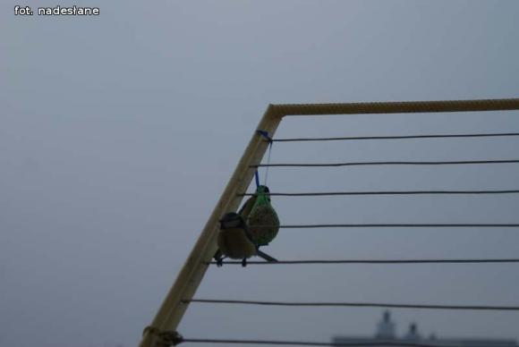 eKologia: Dokarmiajmy ptaki zimą