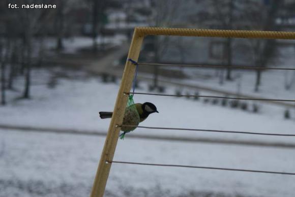 eKologia: Dokarmiajmy ptaki zimą