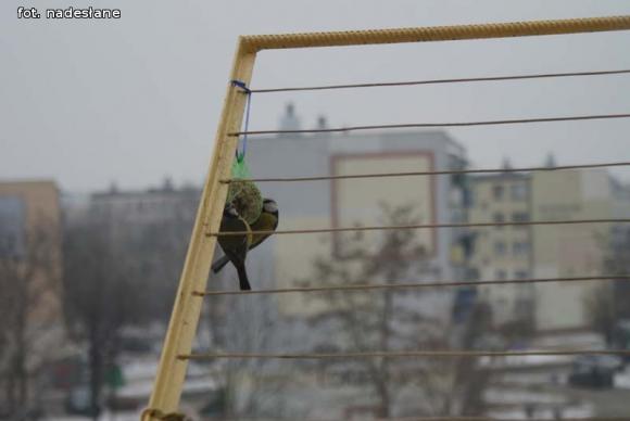 eKologia: Dokarmiajmy ptaki zimą