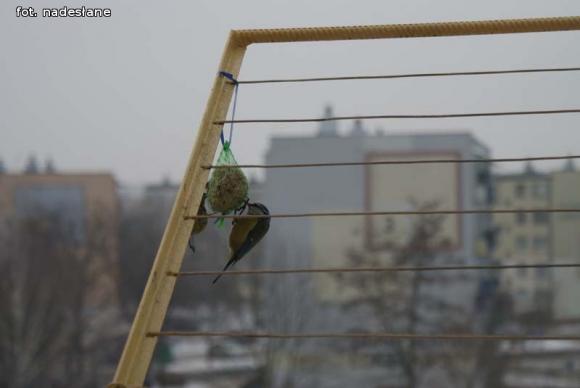 eKologia: Dokarmiajmy ptaki zimą