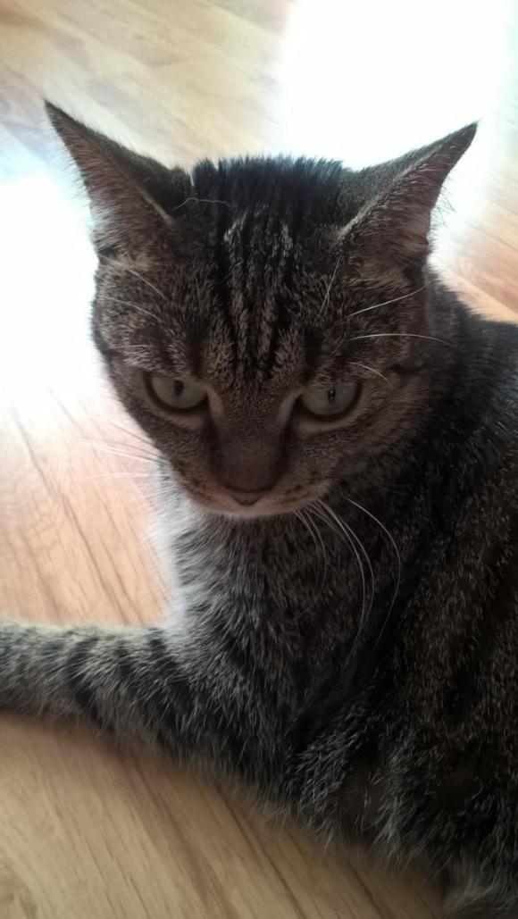 Kutnowskie Kociarstwo. I jak nie KOTchać