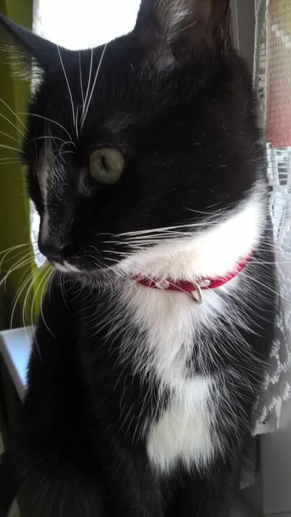 Kutnowskie Kociarstwo. I jak nie KOTchać