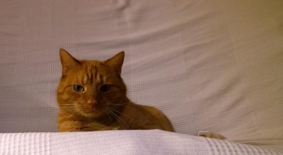 Kutnowskie Kociarstwo. I jak nie KOTchać