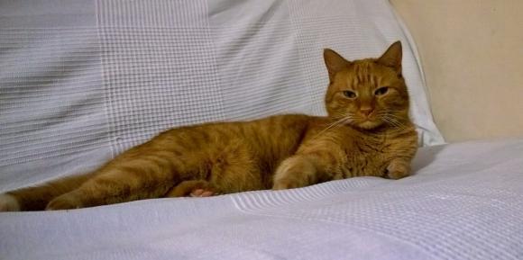 Kutnowskie Kociarstwo. I jak nie KOTchać