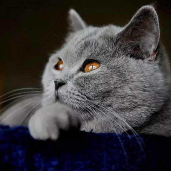 Kutnowskie Kociarstwo. I jak nie KOTchać