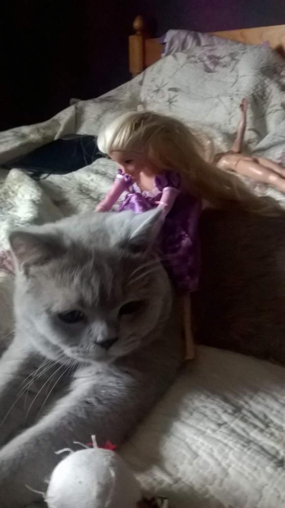 Kutnowskie Kociarstwo. I jak nie KOTchać