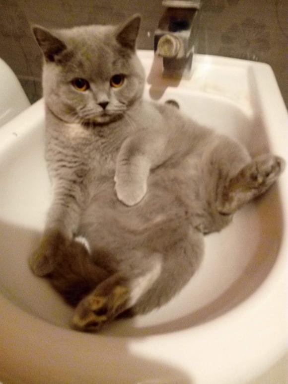 Kutnowskie Kociarstwo. I jak nie KOTchać