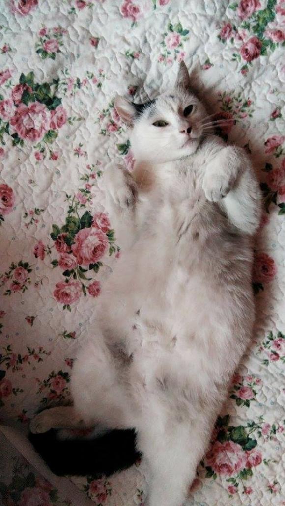 Kutnowskie Kociarstwo. I jak nie KOTchać