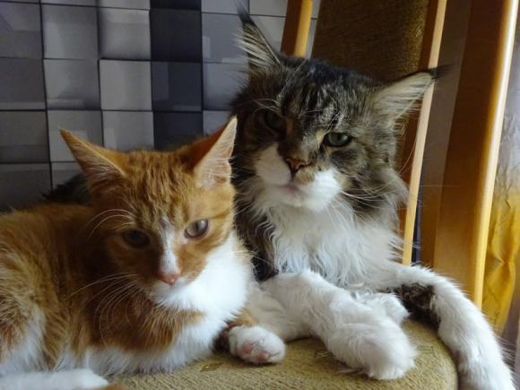 Kutnowskie Kociarstwo. I jak nie KOTchać