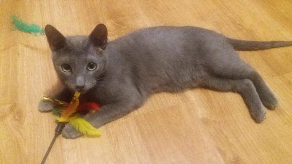 Kutnowskie Kociarstwo. I jak nie KOTchać