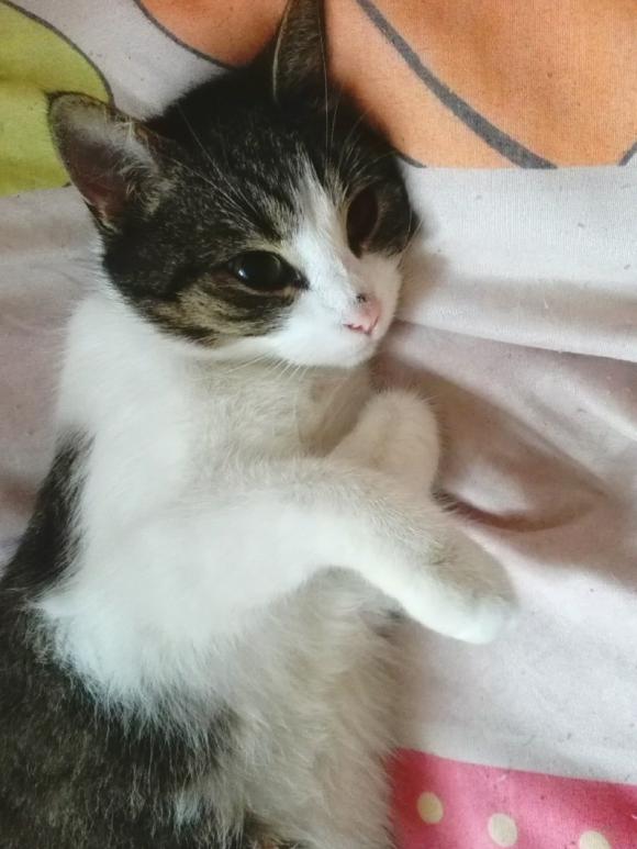 Kutnowskie Kociarstwo. I jak nie KOTchać