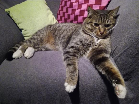 Kutnowskie Kociarstwo. I jak nie KOTchać