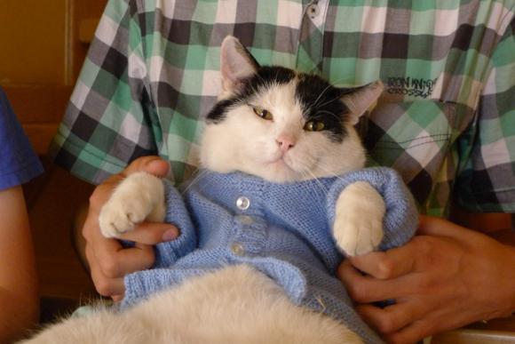 Kutnowskie Kociarstwo. I jak nie KOTchać