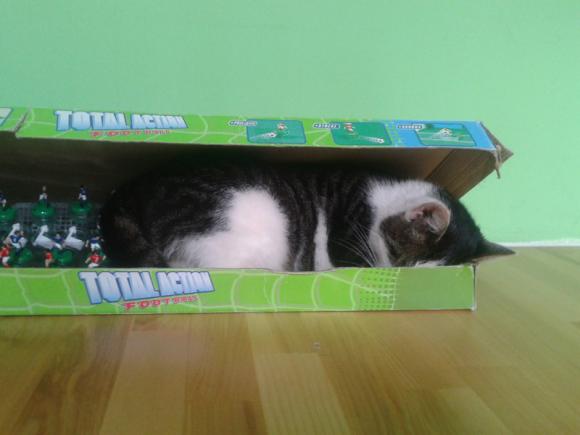 Kutnowskie Kociarstwo. I jak nie KOTchać