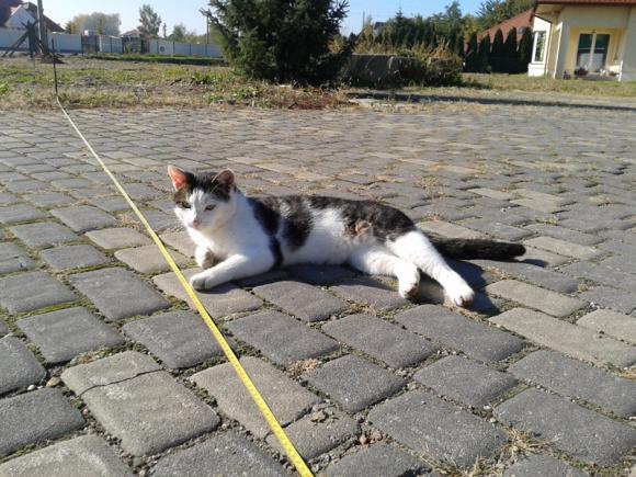 Kutnowskie Kociarstwo. I jak nie KOTchać