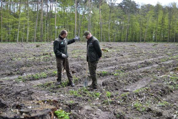 Nadleśnictwo Kutno sadzi 1000 drzew na minutę