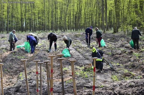 Nadleśnictwo Kutno sadzi 1000 drzew na minutę