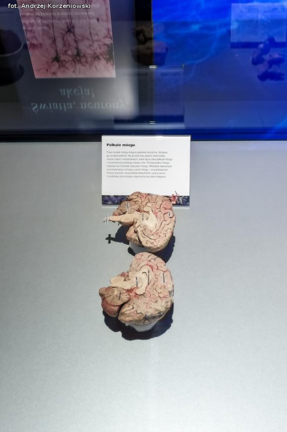 Wystawa BODY WORLDS & The Cycle of Life. Wybierz się podczas majówki