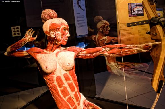 Wystawa BODY WORLDS & The Cycle of Life. Wybierz się podczas majówki