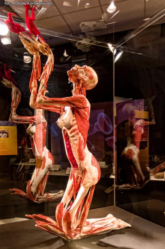 Wystawa BODY WORLDS & The Cycle of Life. Wybierz się podczas majówki