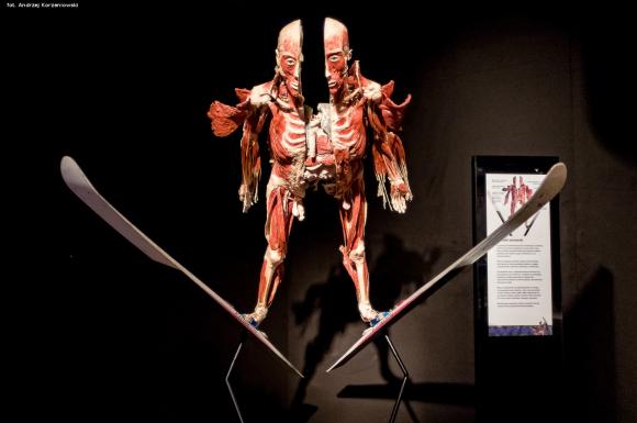 Wystawa BODY WORLDS & The Cycle of Life. Wybierz się podczas majówki