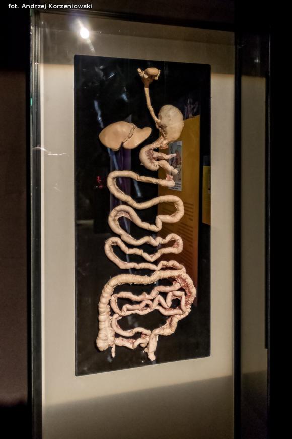 Wystawa BODY WORLDS & The Cycle of Life. Wybierz się podczas majówki