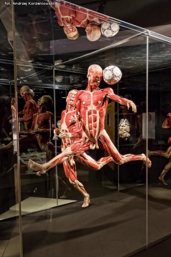 Wystawa BODY WORLDS & The Cycle of Life. Wybierz się podczas majówki